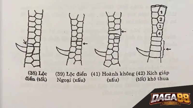 DAGA88 giới thiệu về các loại vảy gà quý